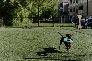 Dog park